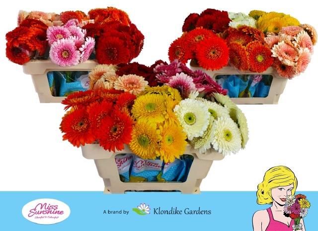 Гермини Помпон Болеро Микс в линию, шт.