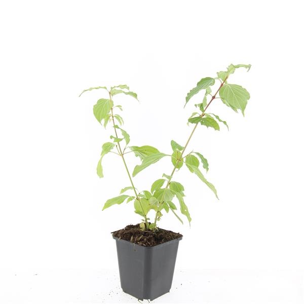 Cornus sang. 'Anny's Winter Orange', D 9 cm