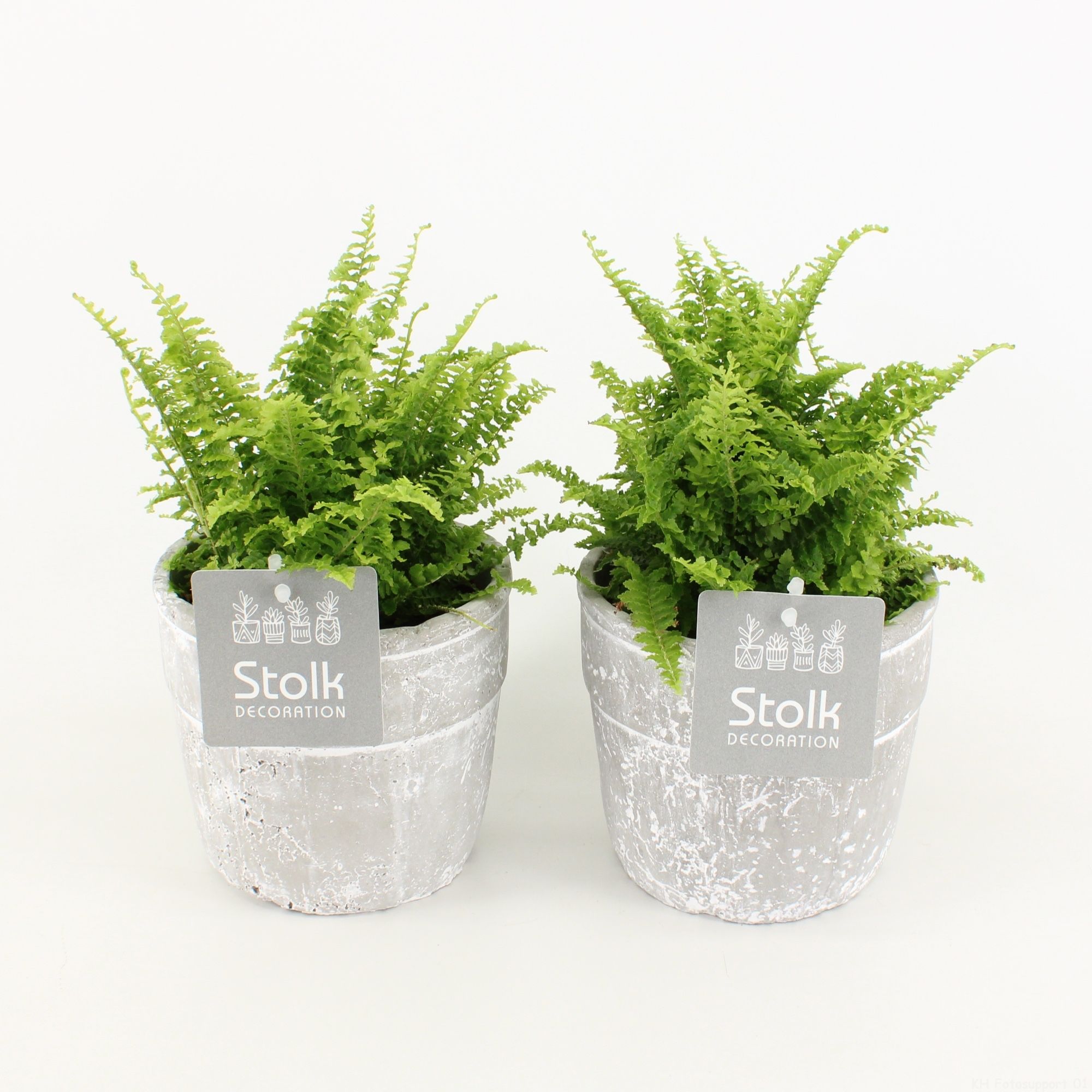 Varens in Stone Look pot, D 13