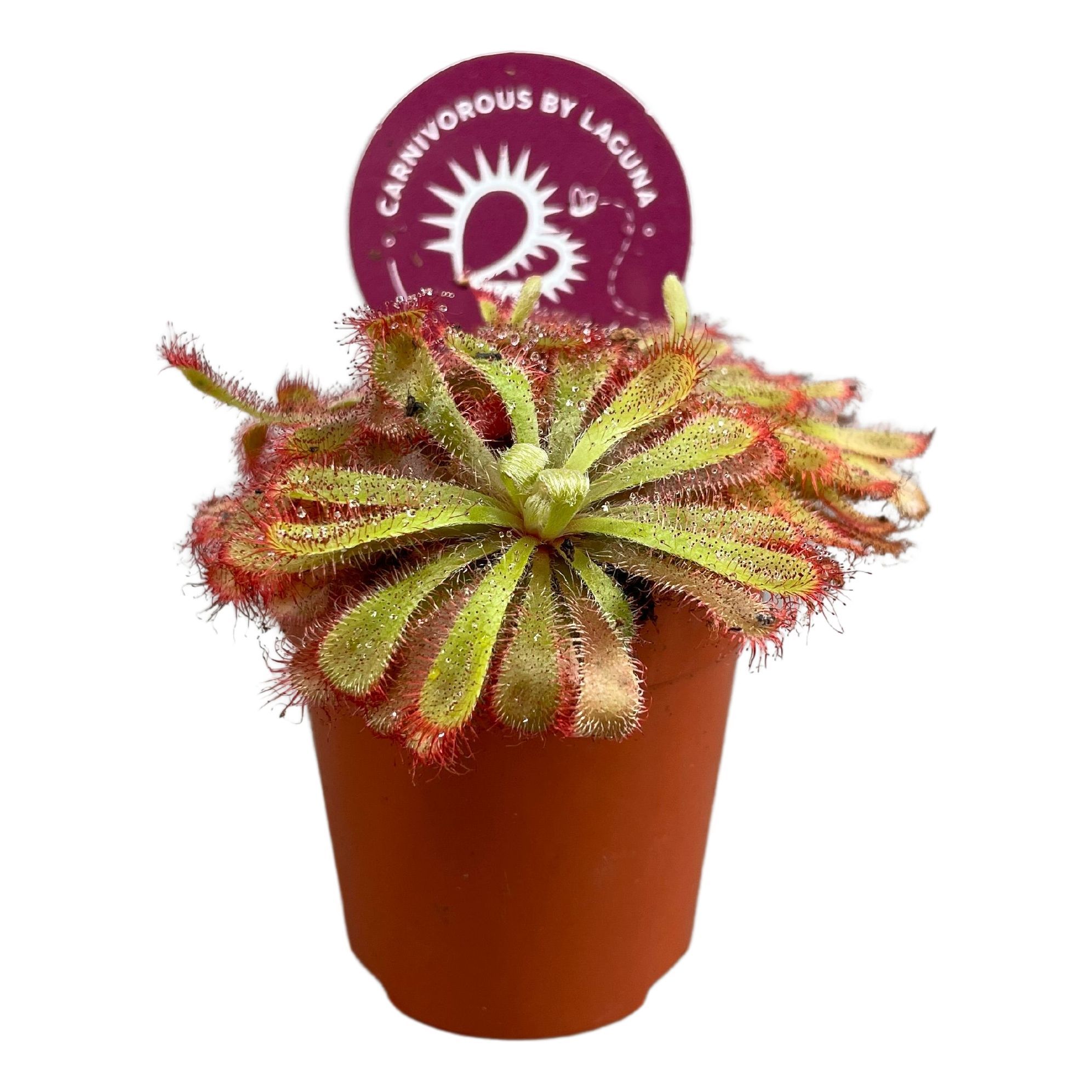 Drosera Aliciae 5,5 cm, D 5,5