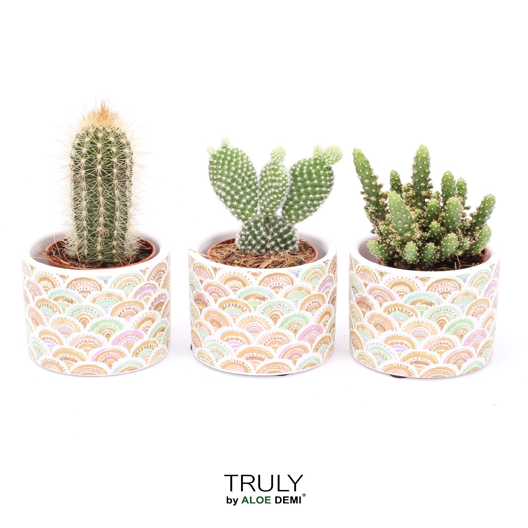 TRULY Cactus, Sun, D 7