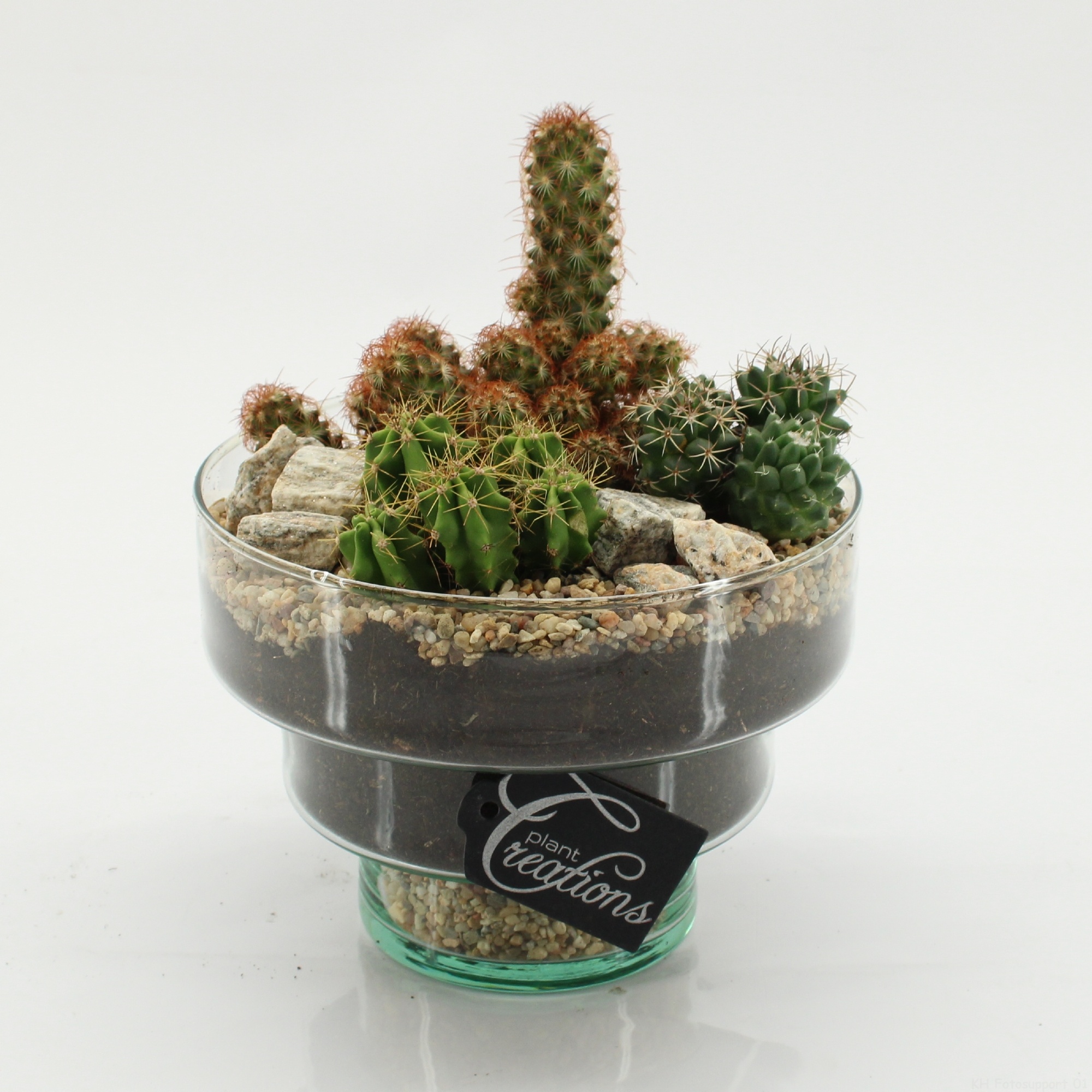 CTCR-2633 Cactus Essentials, D 17
