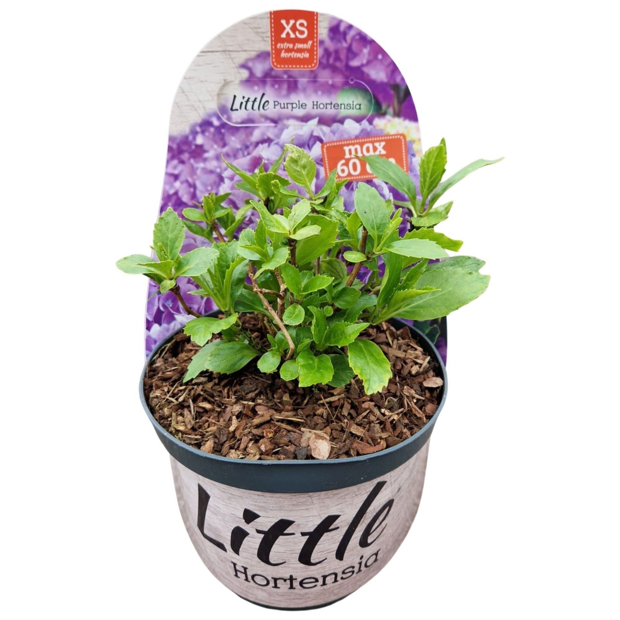 Hydrangea macr. 'Little XS Purple' POTCOVER, D 17