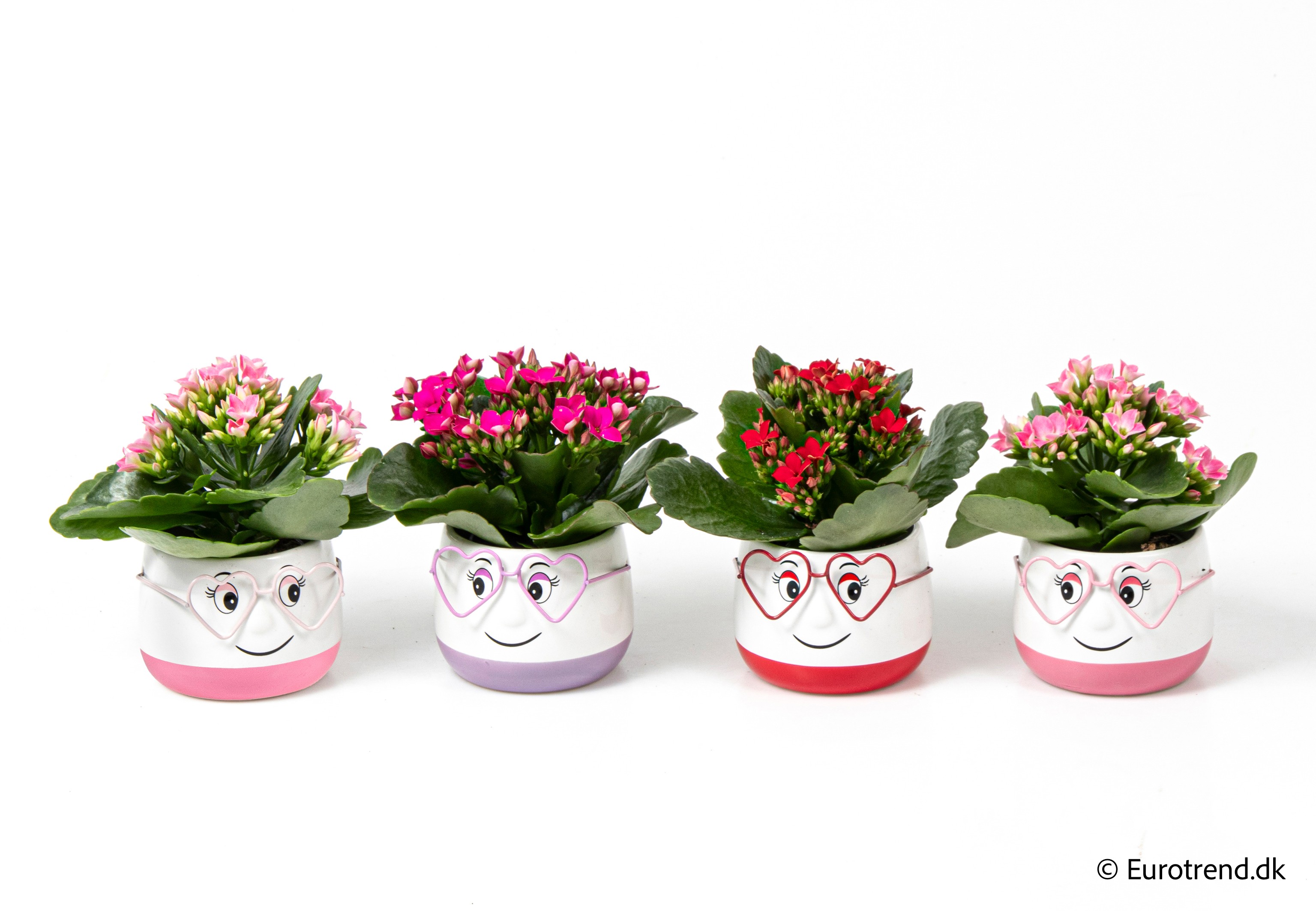 Kalanchoe in Valentine ceramic 2026, D 6
