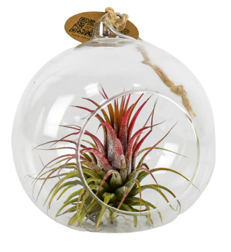 tillandsia hangbol red, D 10