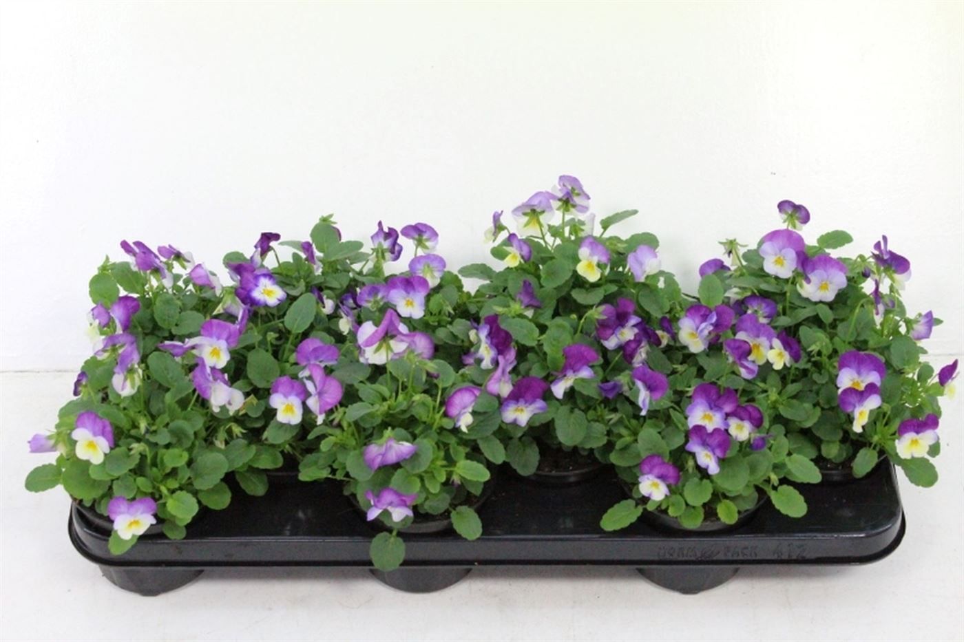 Viola cornuta Deltini Rose Pink, D 11 cm