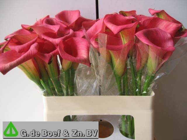 Калла Кэптен Голливуд 55, шт.