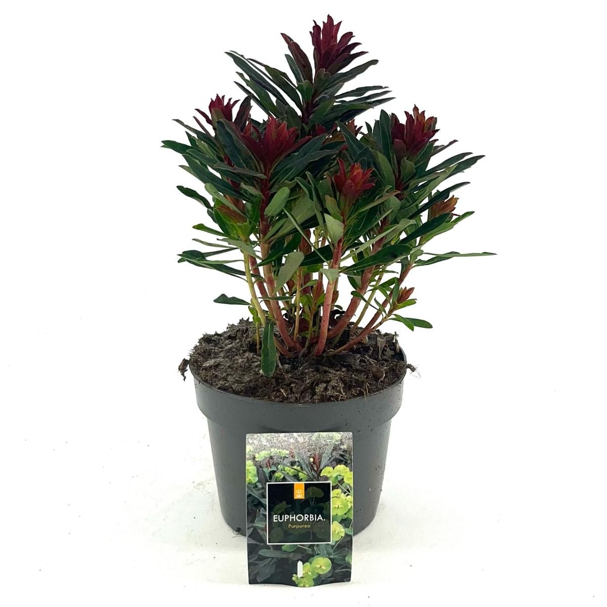 Euphorbia amygdal. 'Purpurea', D 17