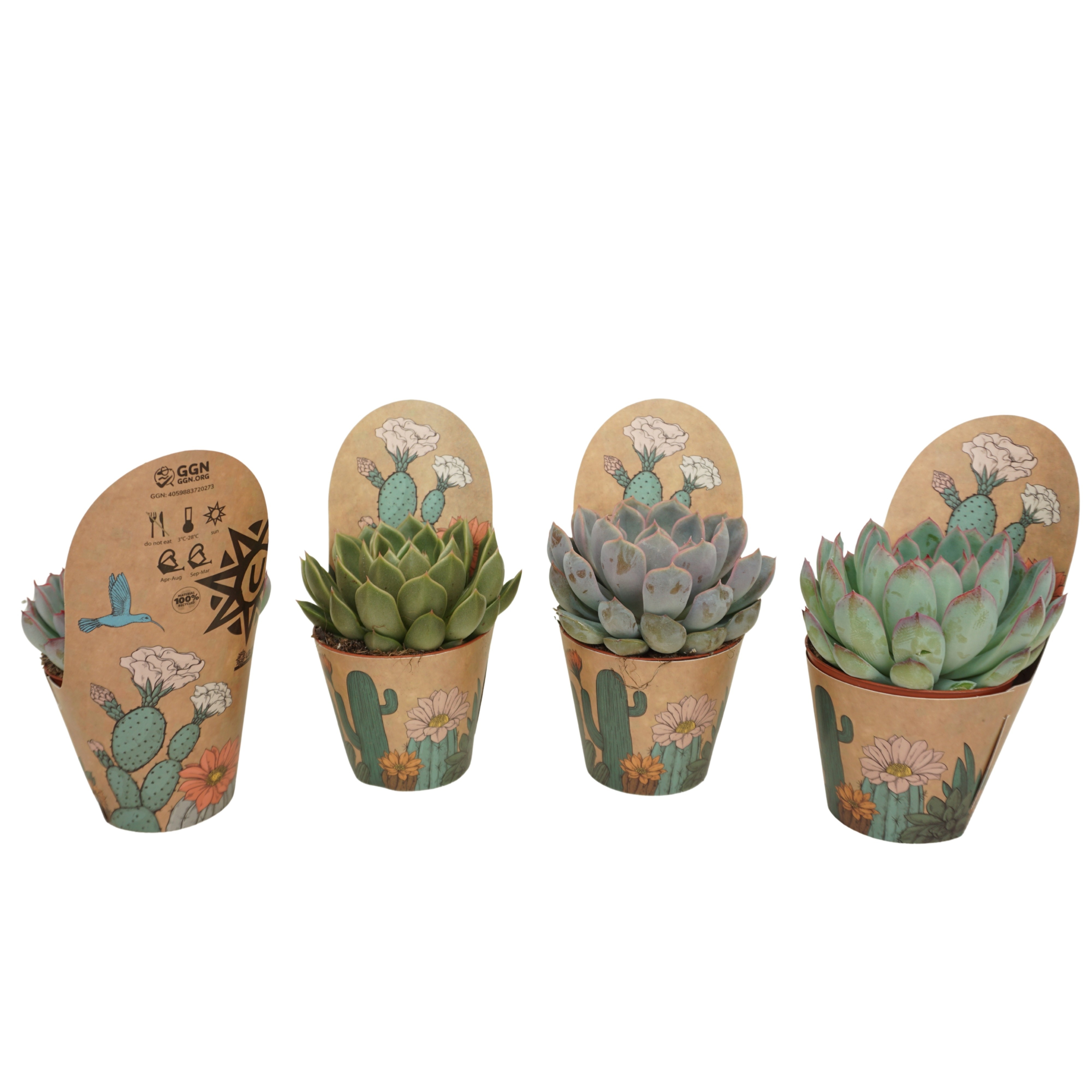 Echeveria mix 8,5 cm in Ubink potcover, D 8,5