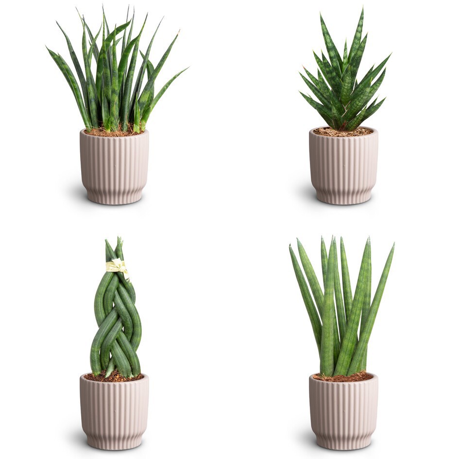 SANSEVIERIA MIX 30680563 Nordic L, D 7 cm SANSEVIERIA MIX 30680563 Nordic L, D 7 cm