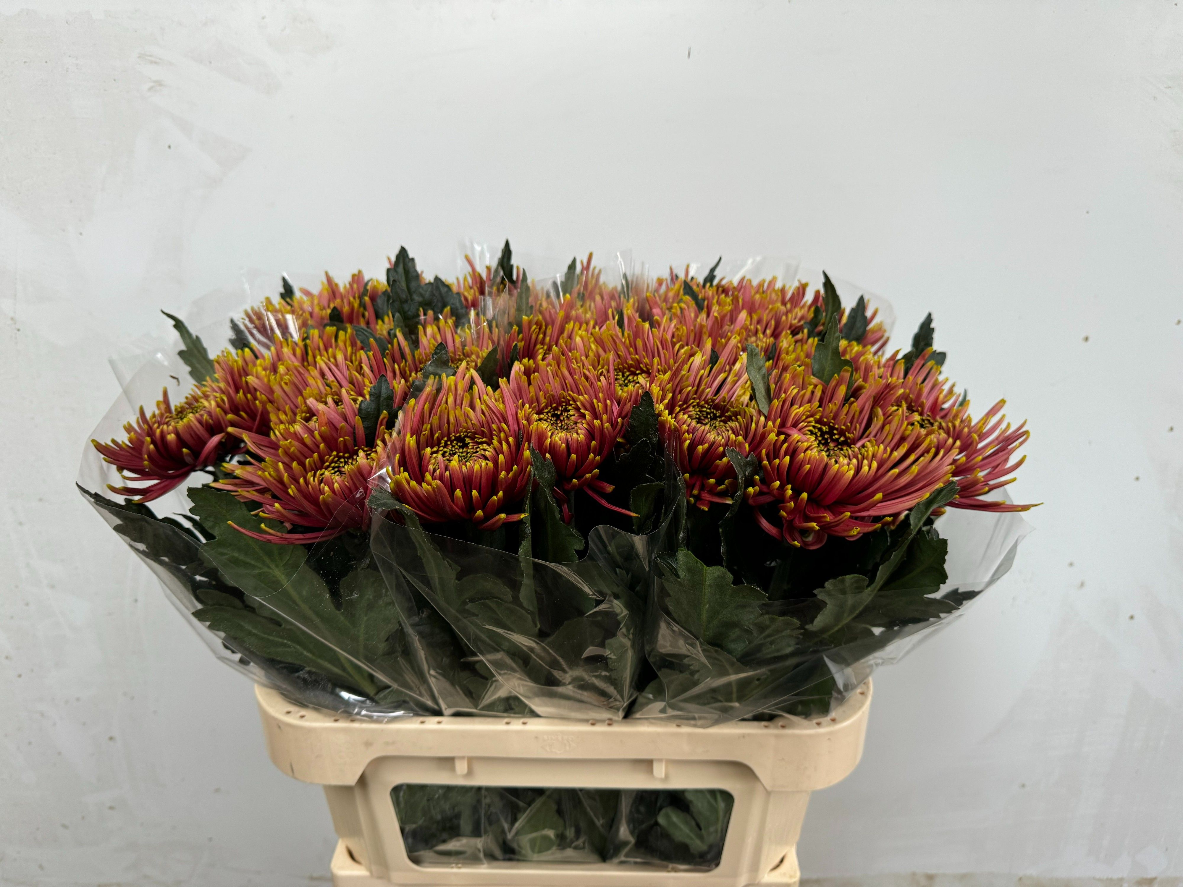 Хризантема од. Тула Отем 75, шт. Хризантема од. Тула Отем 75, шт.