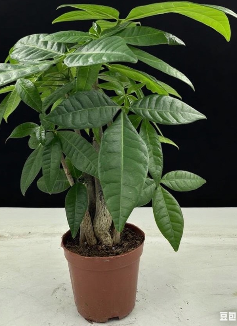 Пахира 90 Джунгле 9 35