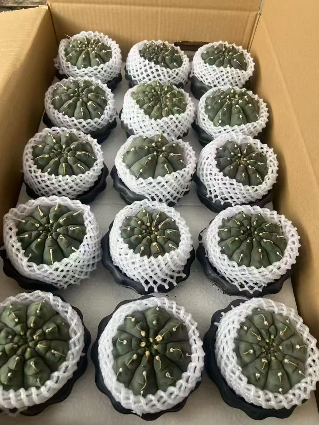 кактус А торн 13 13