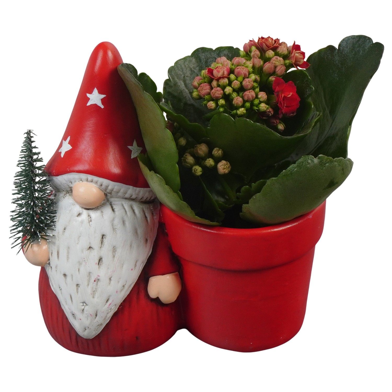 PTCHR7274 Arrangement Christmas Red in keramiek pot, D 13 cm
