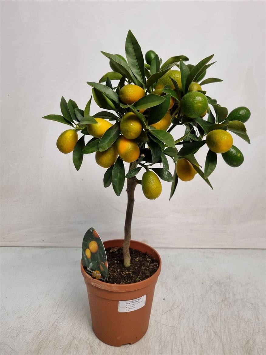 Citrus Kumquat Stem, D 15