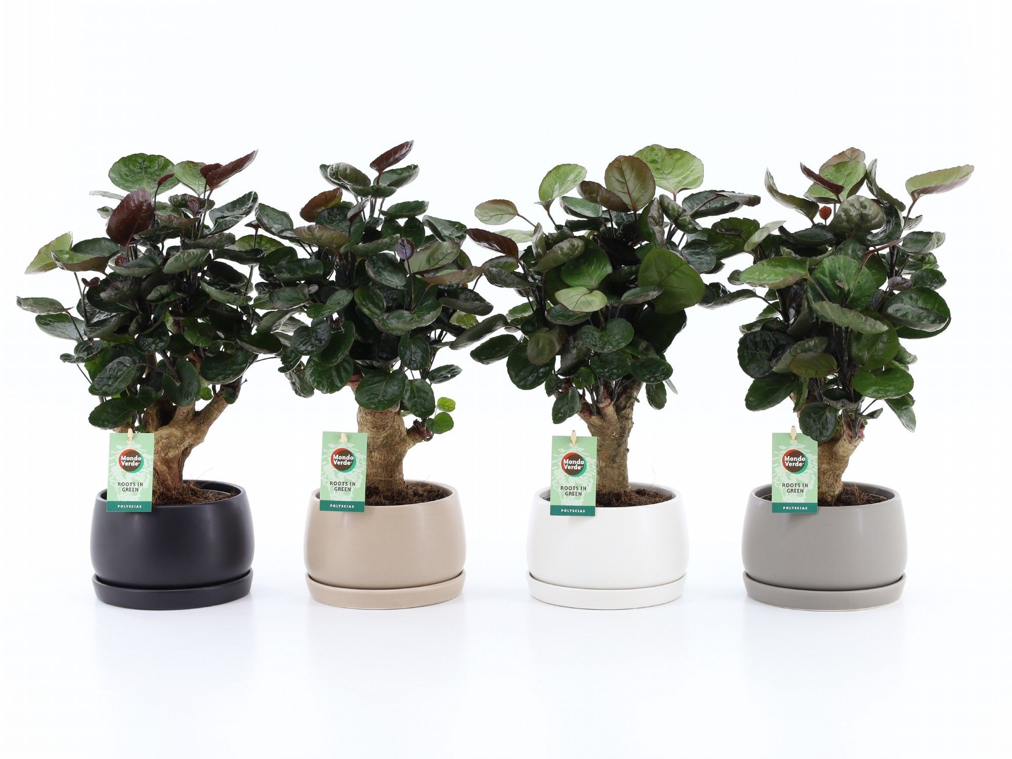 Polyscias Fabian in Shengzi schalen, D 16