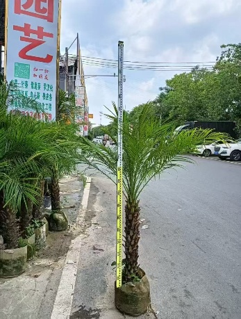 Феникс роебелении Баггед Сунфлауер Сидлингс 28 100