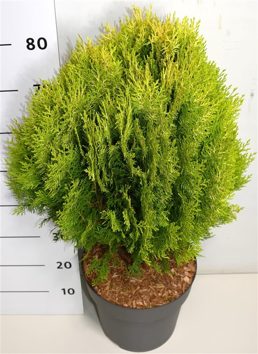 Thuja occ. 'Aurea Nana', D 32