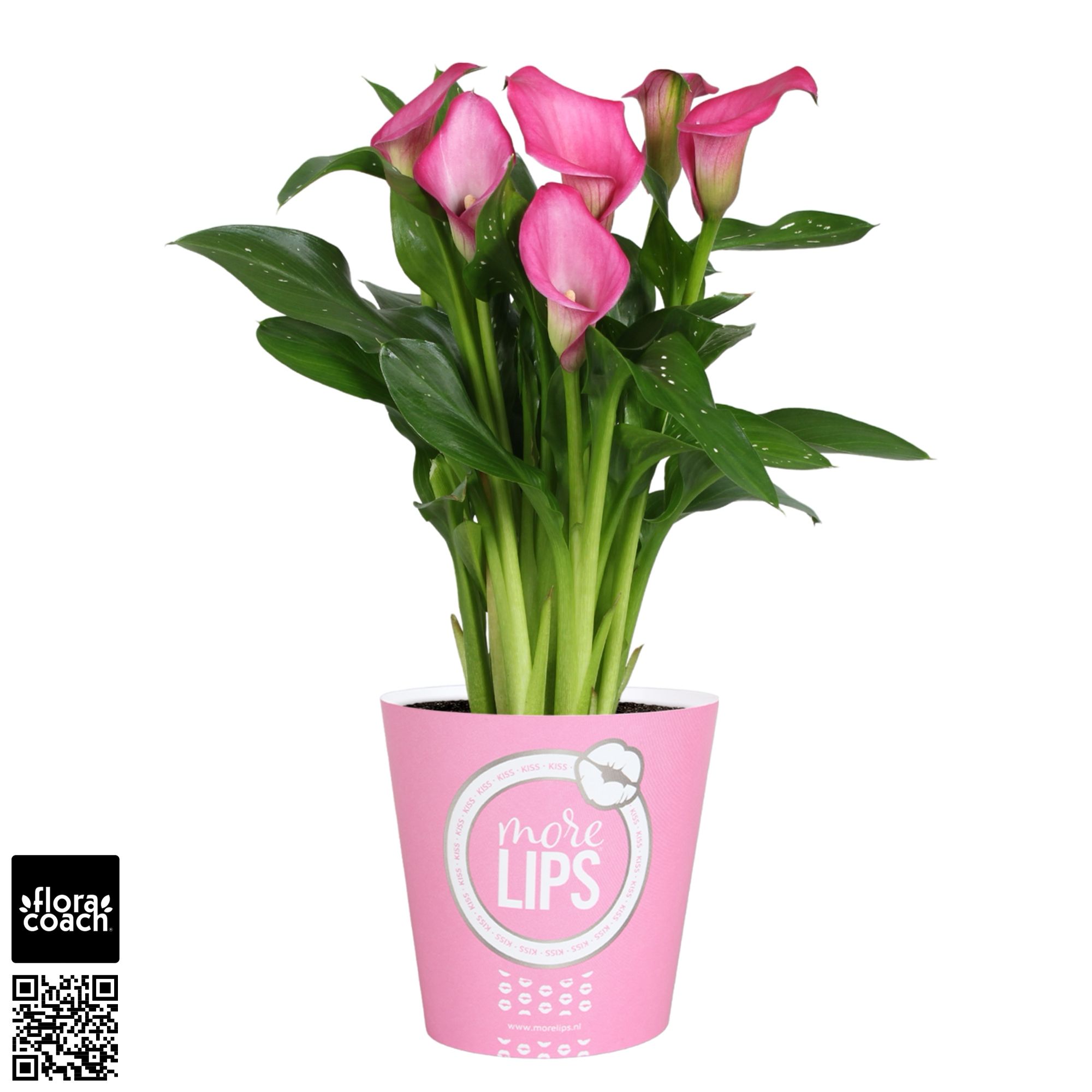Zantedeschia Zazu Calla roze in MoreLIPS® potcover, D 12