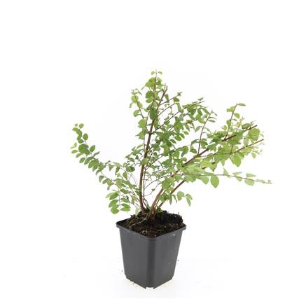 Symphoricarpos ch. 'Hancock', D 9