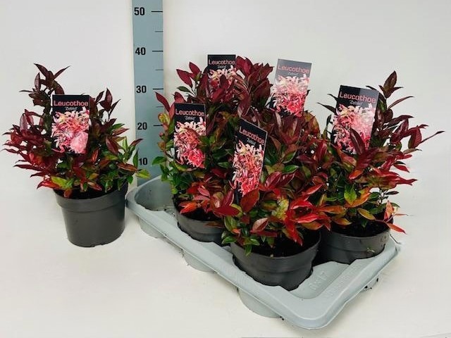 Leucothoe axillaris 'Zeblid' P17, D 17 cm Leucothoe axillaris 'Zeblid' P17, D 17 cm