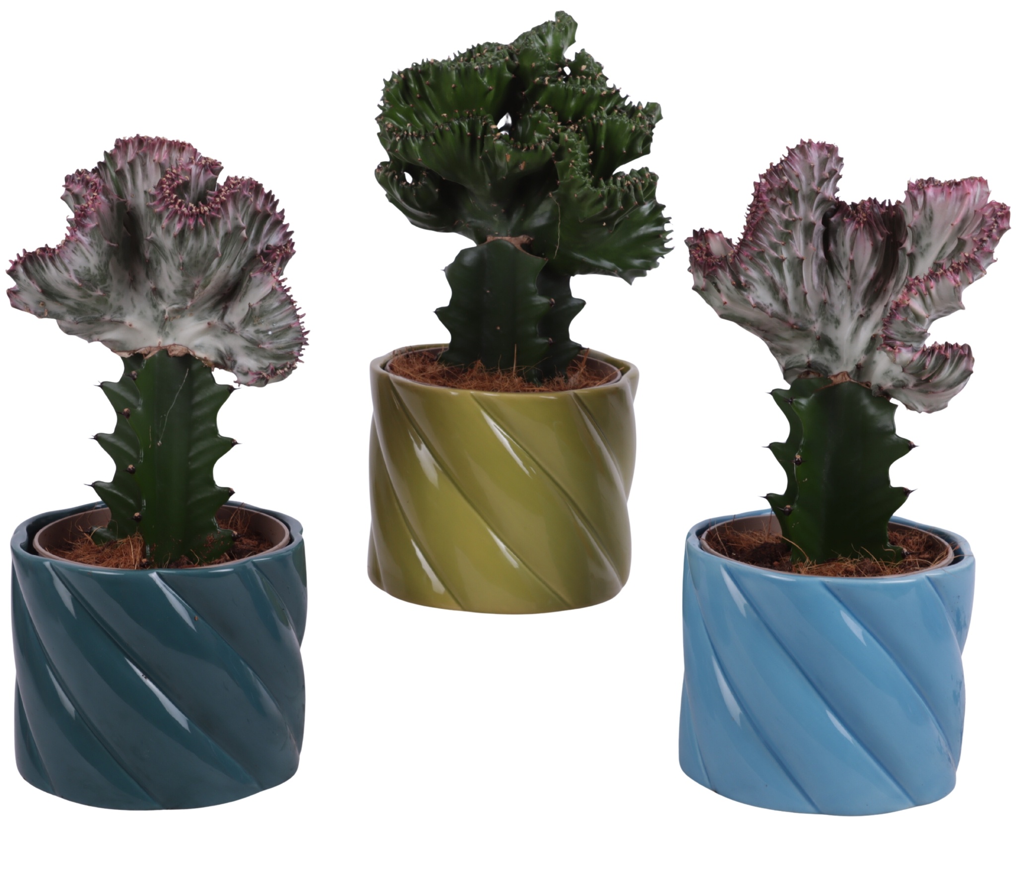 Cactus mix Euphorbia l. Ø12cm in Ø14cm Ceramic FB674, D 14