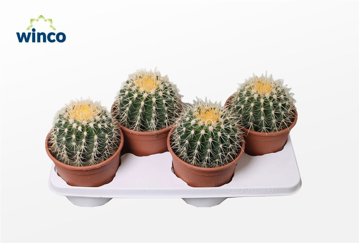 Echinocactus Grusonii, D 17