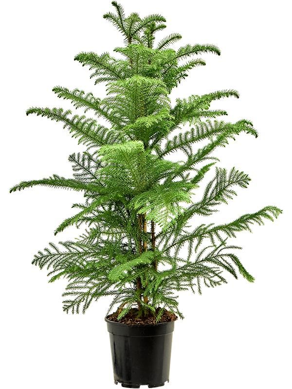 Araucaria heterophylla (90-110), D 21