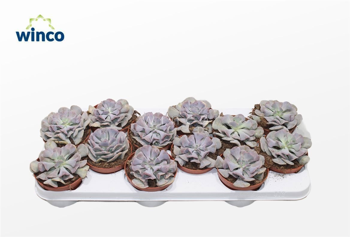 Echeveria Cubic Frost, D 10,5