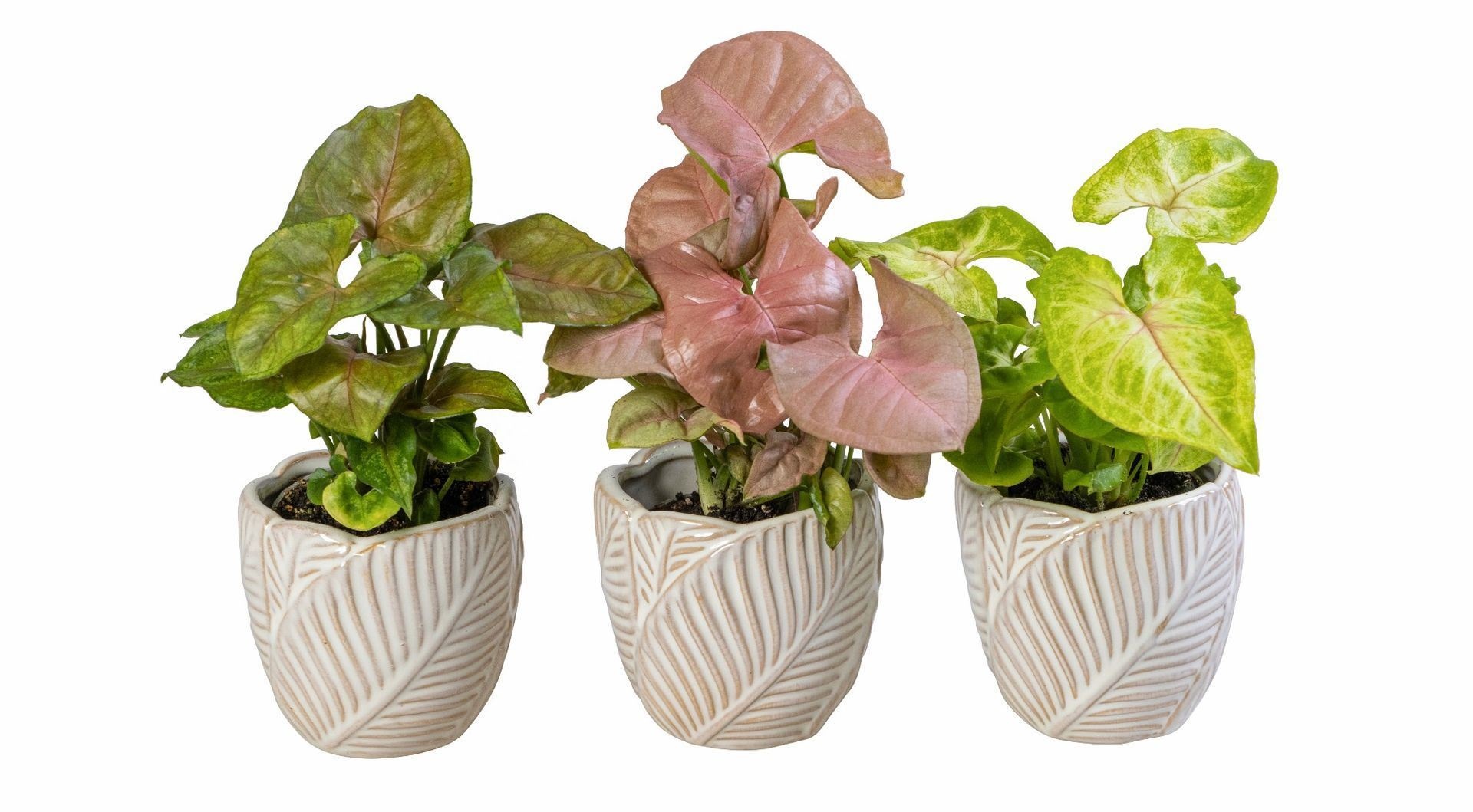 L 66068 With Syngonium Mix 6 cm, D 6