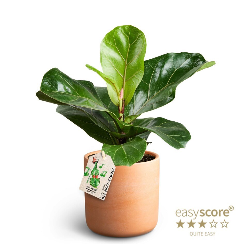 FICUS LYRATA 41121059 Raw Terracot. Lyrata, D 11 cm