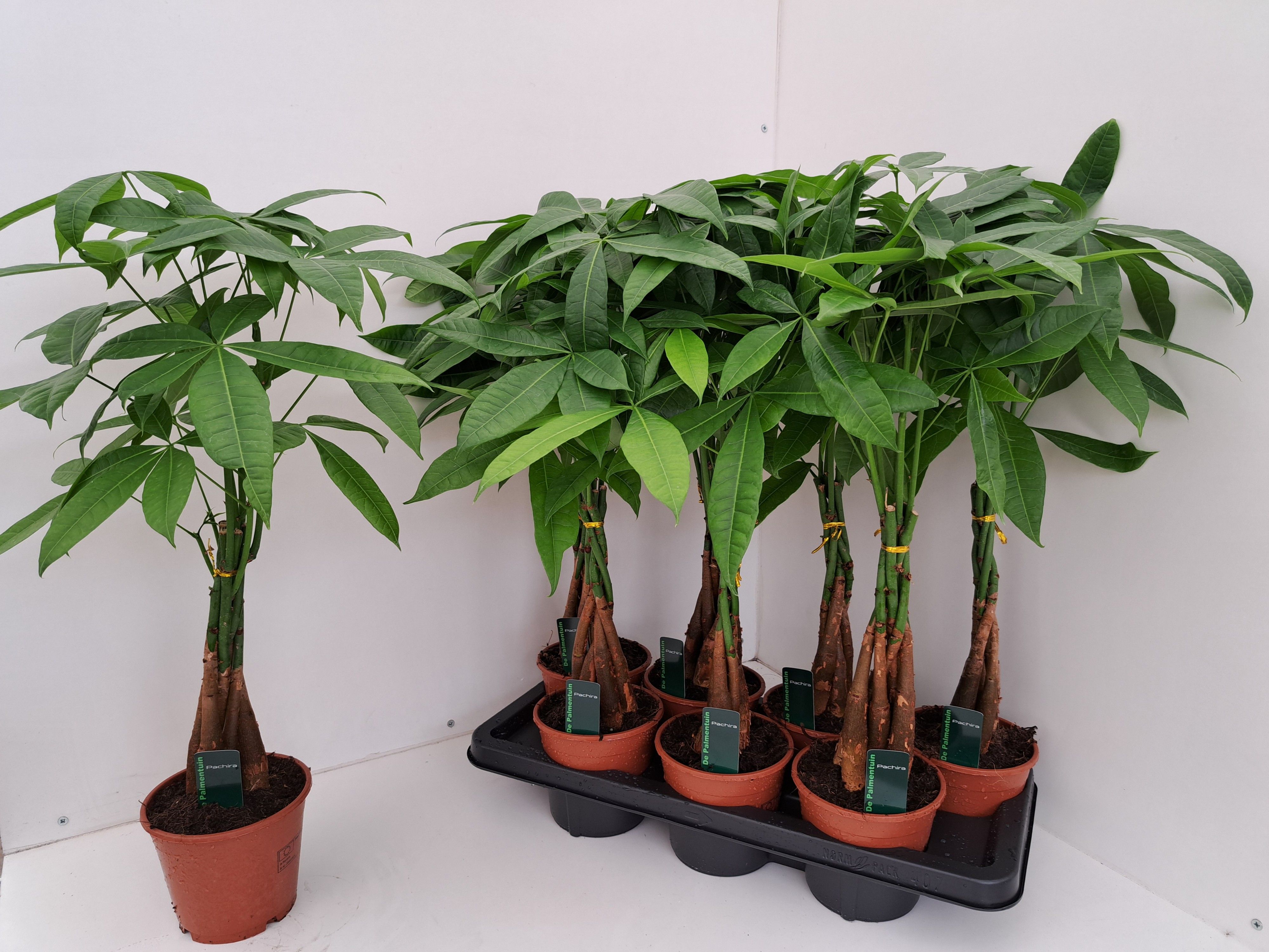 Pachira aquatica, D 14