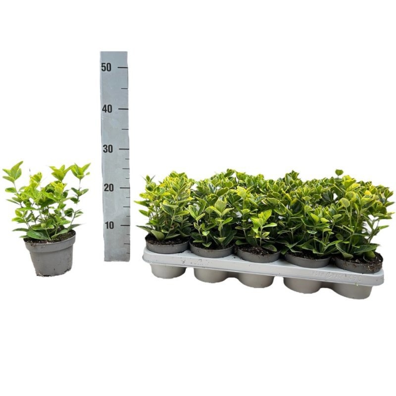 Euonymus jap. 'Aureomarginatus', D 12