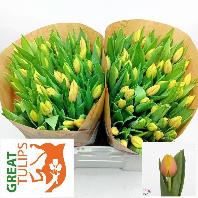 Тюльпан од. Марит (оранжево-желт.), шт.