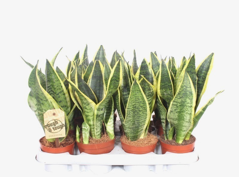 Sansevieria Superba, D 9