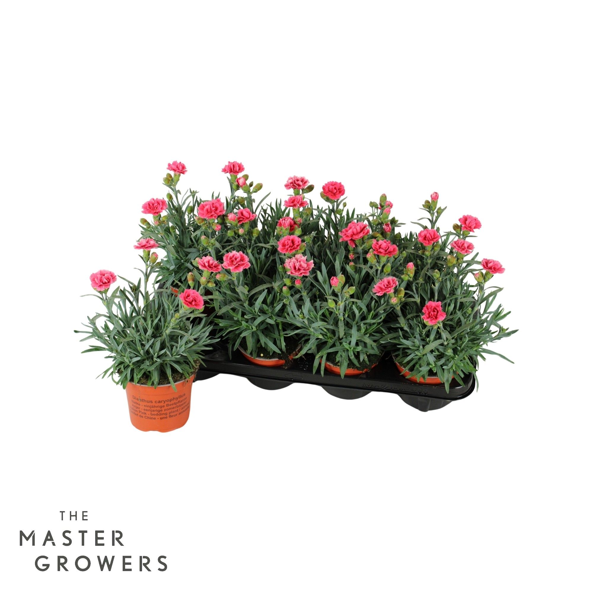 Dianthus caryophyllus ' Elise', D 12