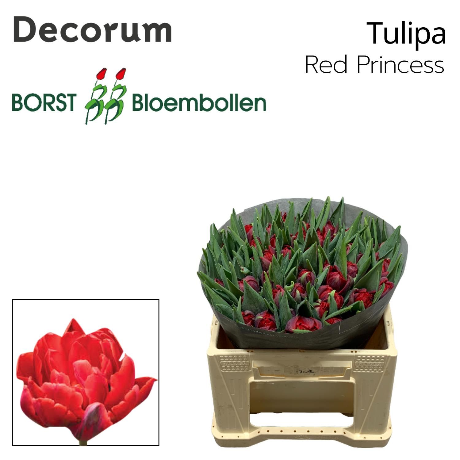 Тюльпан дв. Рэд Принцесс, шт.