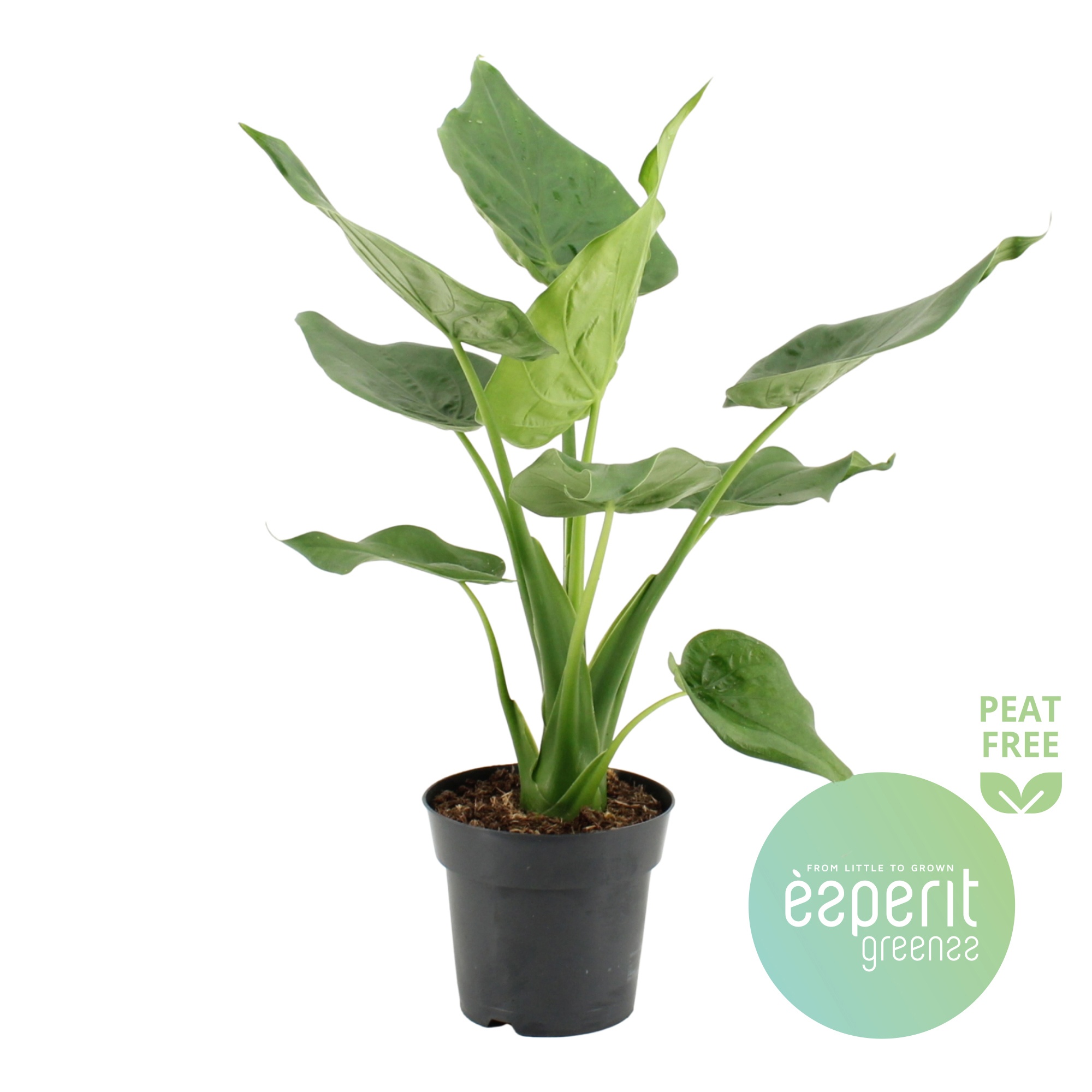 Alocasia cucullata, D 17