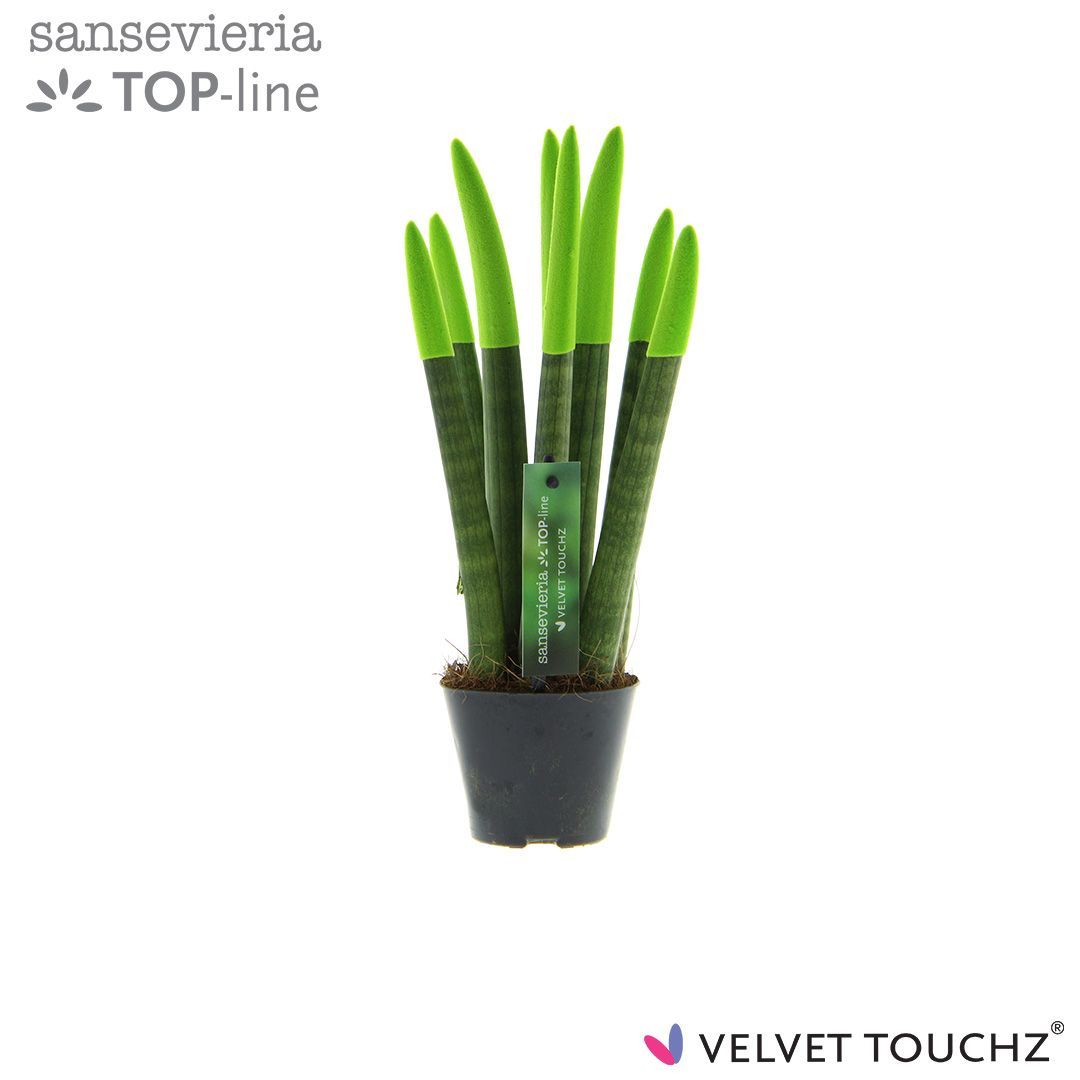 Sansevieria VELVET TOUCHZ® Groen, D 8,5 cm
