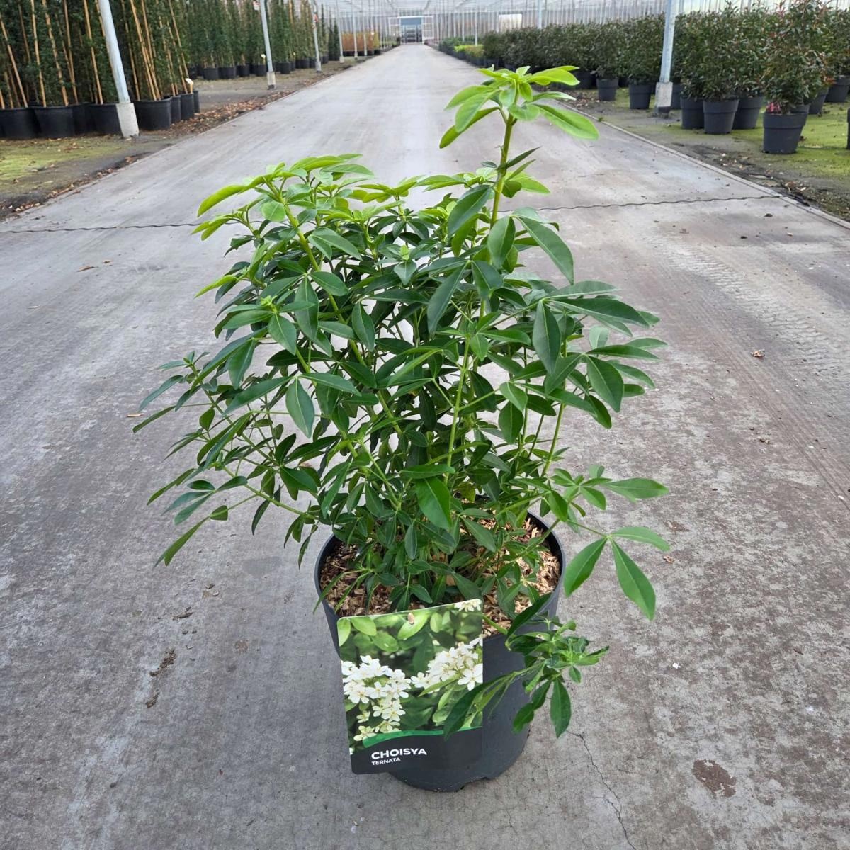 Choisya ternata, D 29