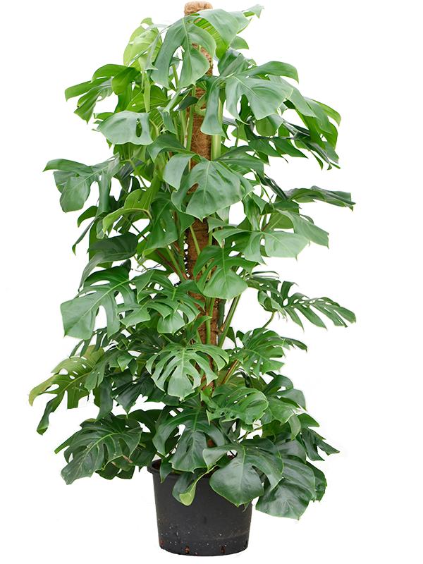 Monstera deliciosa, D 35 cm