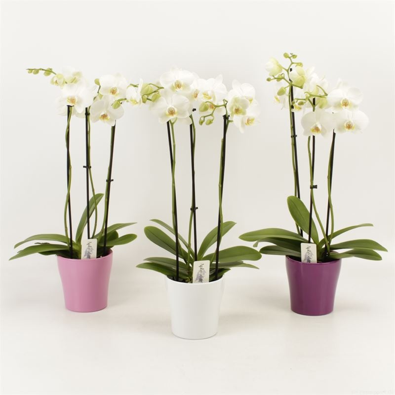 Phalaenopsis overig wit 3 tak wit in ton sur ton keramiek, D 12