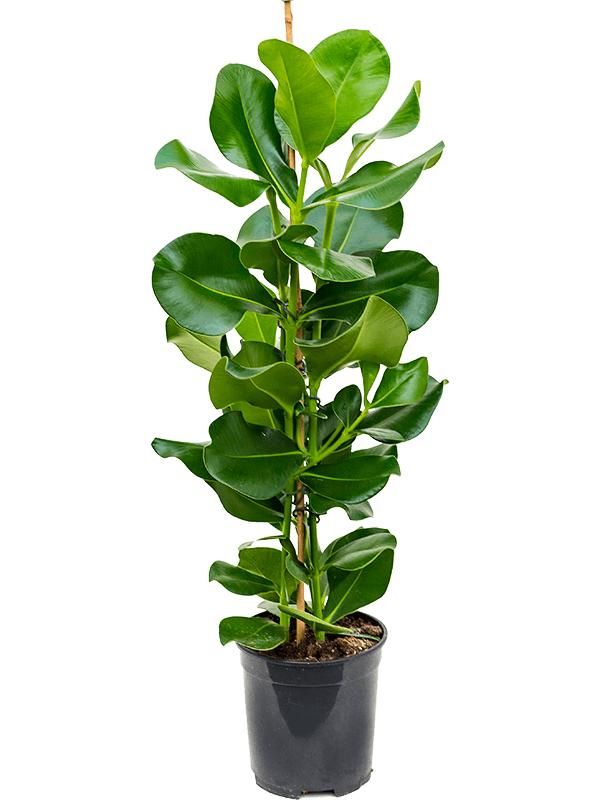 Clusia rosea, D 19 cm