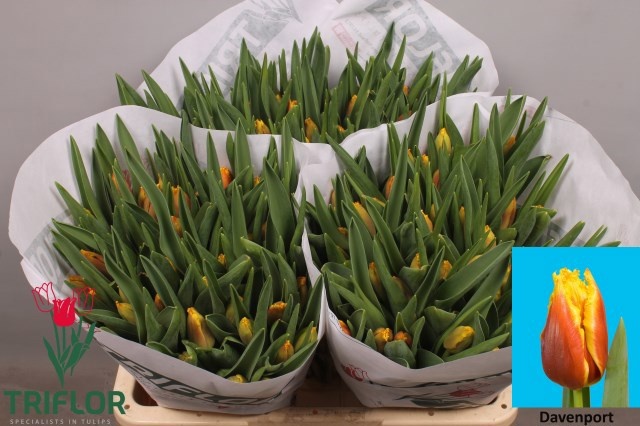 Тюльпан фр. Дэвенпорт, шт.