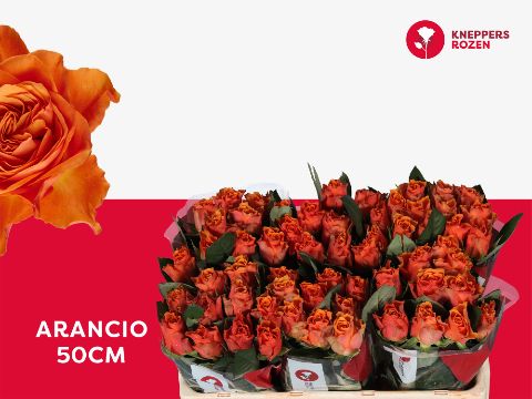 Роза од. Аранчио 50, шт.