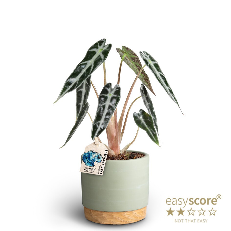Woodbase Green, Alocasia ´Bambino´, D 10