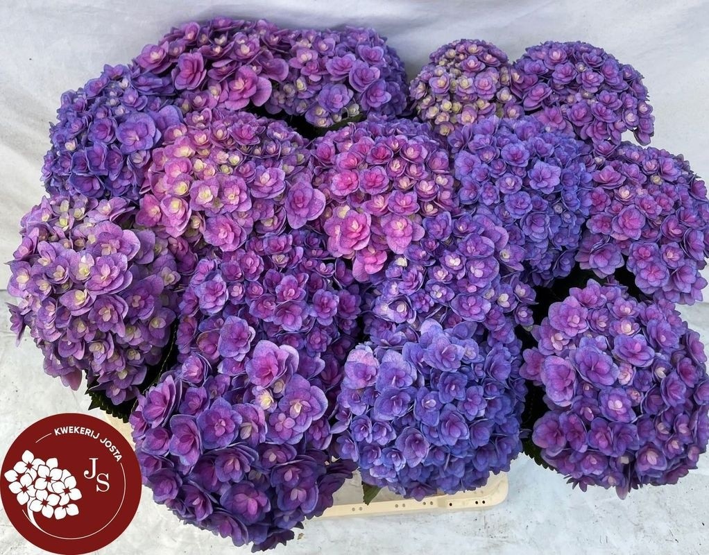 Гортензия Роял Кисс 65, шт.