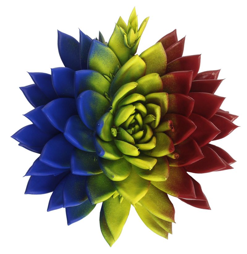 Miranda coloured flag Romania, D 10,5