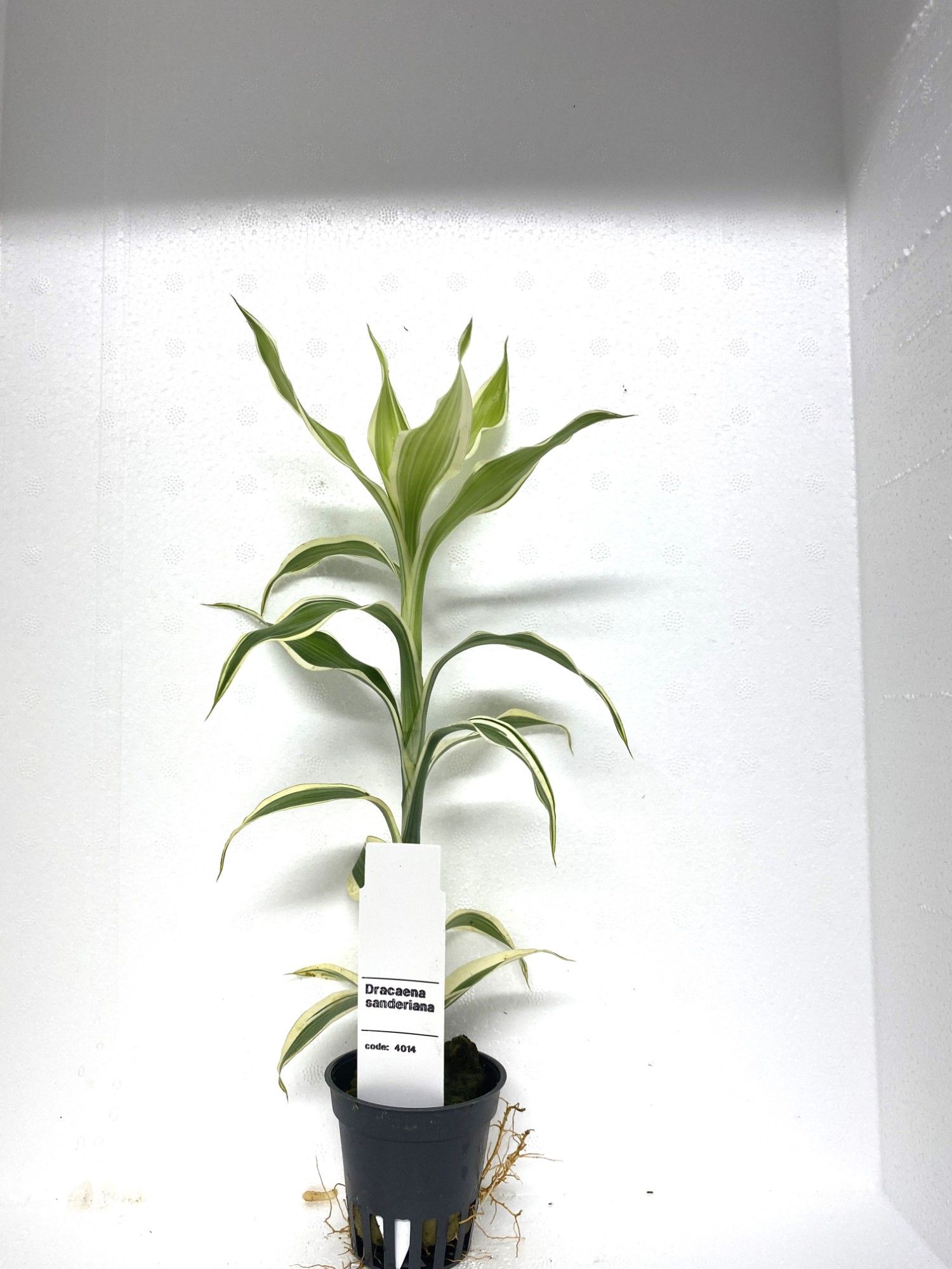 Dracena sanderiana, D 5