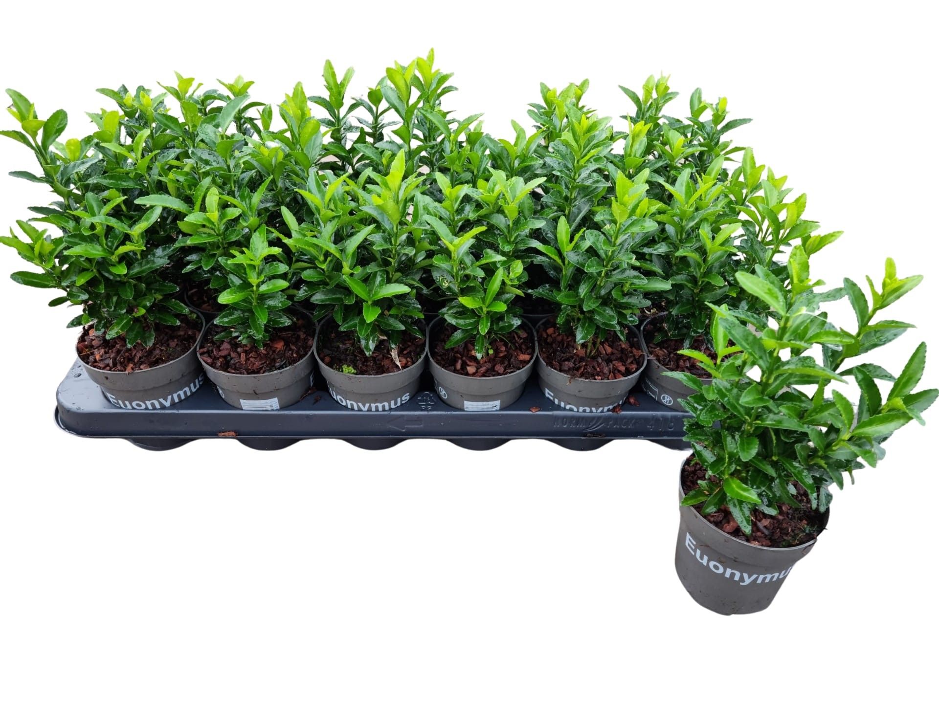 Euonymus jap. Green Spire, D 9